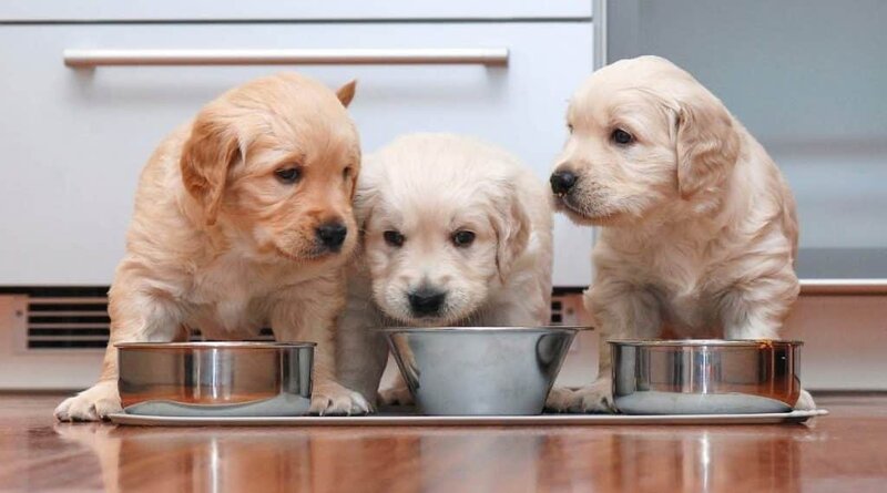 how-much-food-for-golden-retriever-puppy