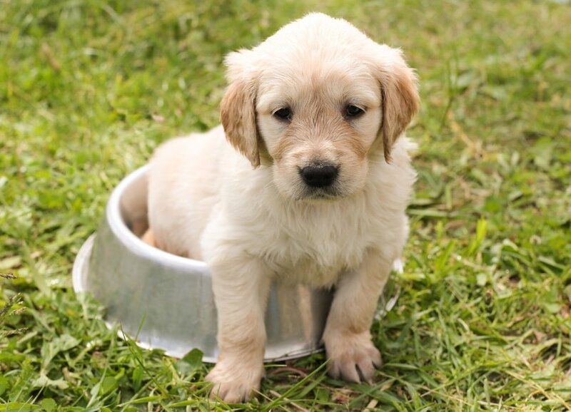 how-to-know-youre-feeding-your-golden-retriever-puppy-enough