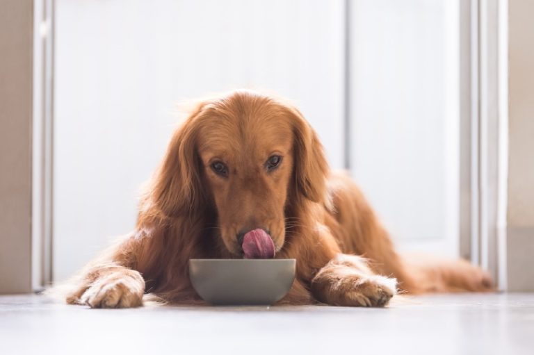 how-to-switch-from-puppy-to-adult-dog-food