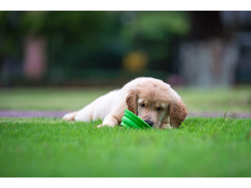 nutritional-requirements-of-golden-retriever-puppies