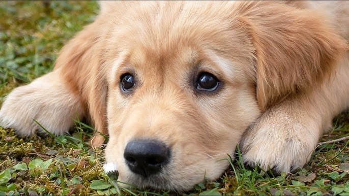 picking-the-best-dog-food-for-golden-retriever-puppies