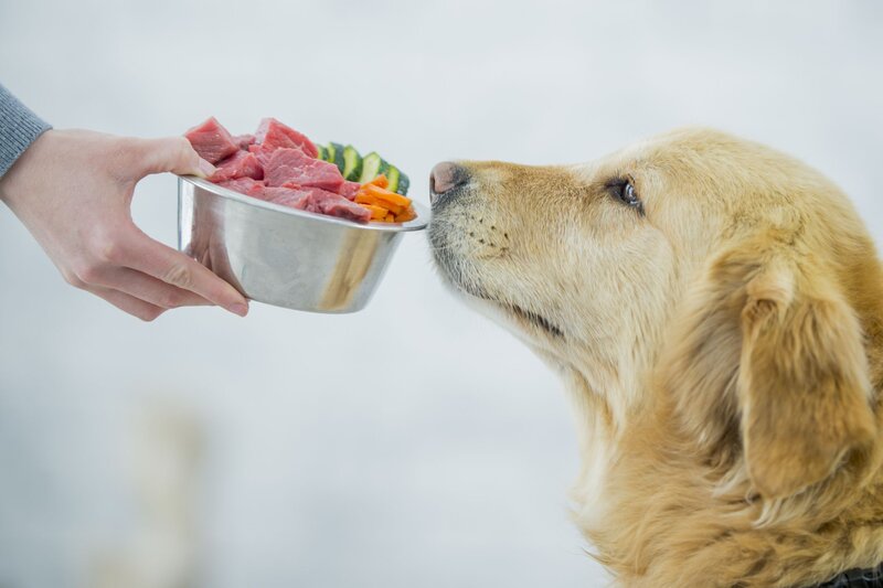 proper-nutrition-in-golden-retriever-homemade-dog-food