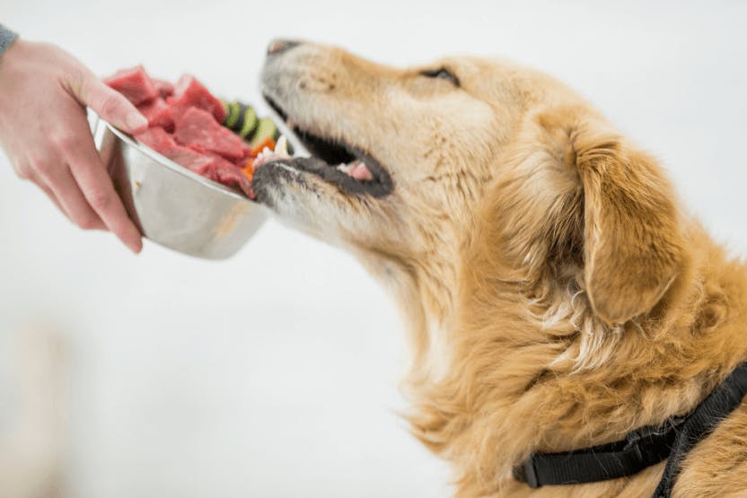 should-you-feed-your-golden-retriever-homemade-dog-food