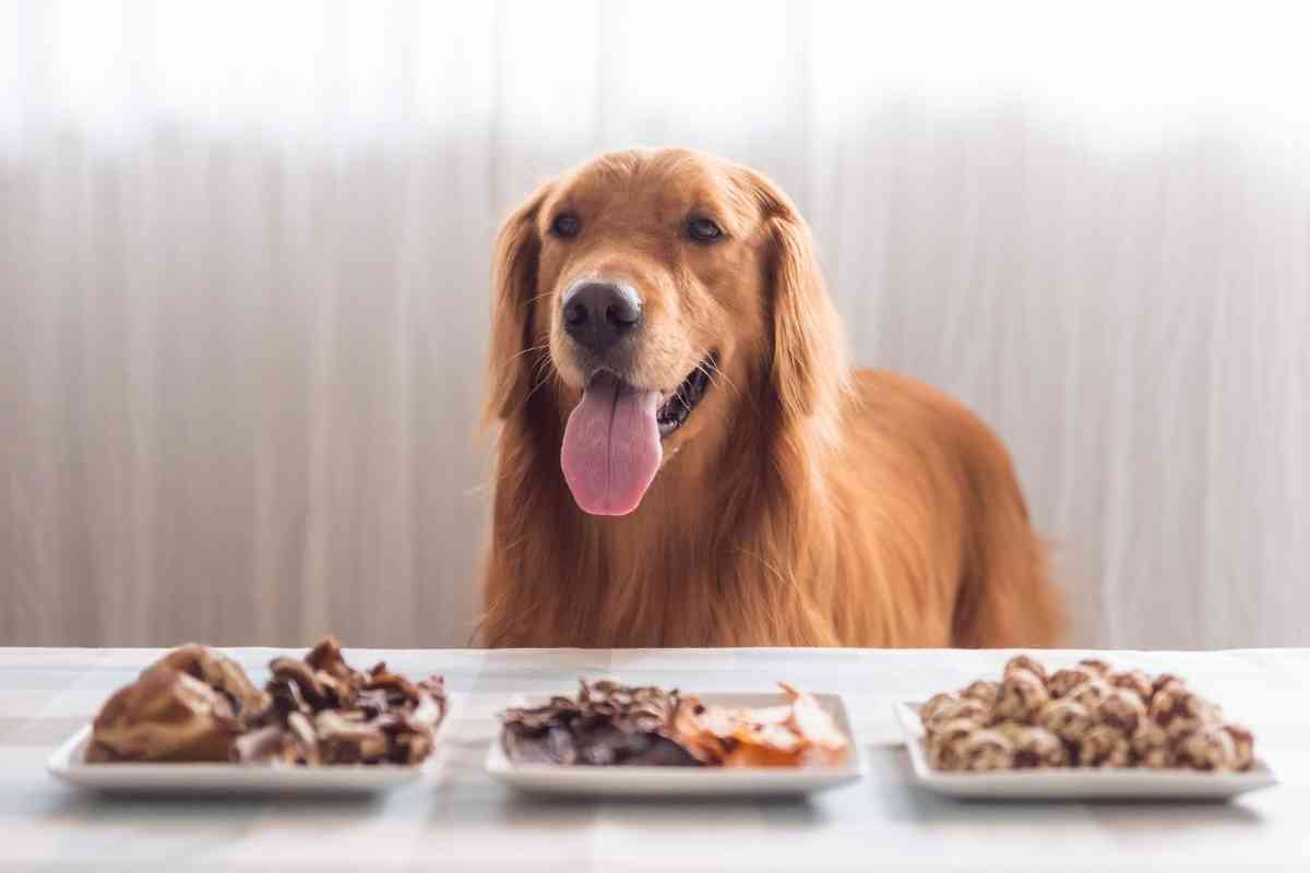 things-to-consider-when-buying-golden-retriever-dog-foods