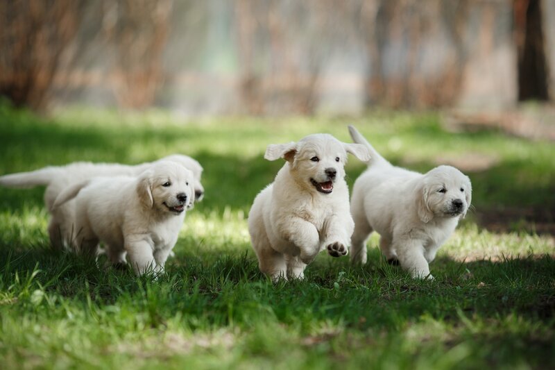 7-tips-for-feeding-your-golden-retriever-puppy-easily