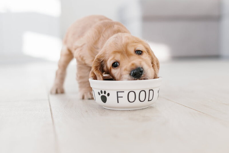 why-feed-your-golden-retriever-premium-food-when-switching-from-puppy-to-adult-food