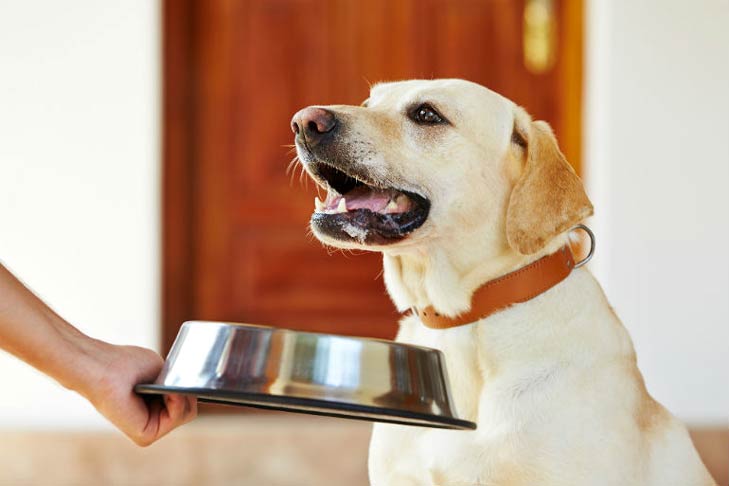 16-best-dog-food-bowls-for-golden-retrievers