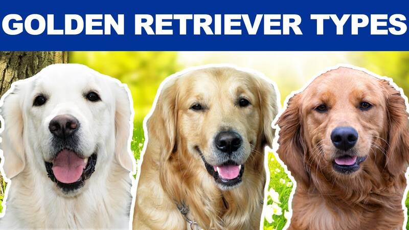 3-types-of-golden-retrievers