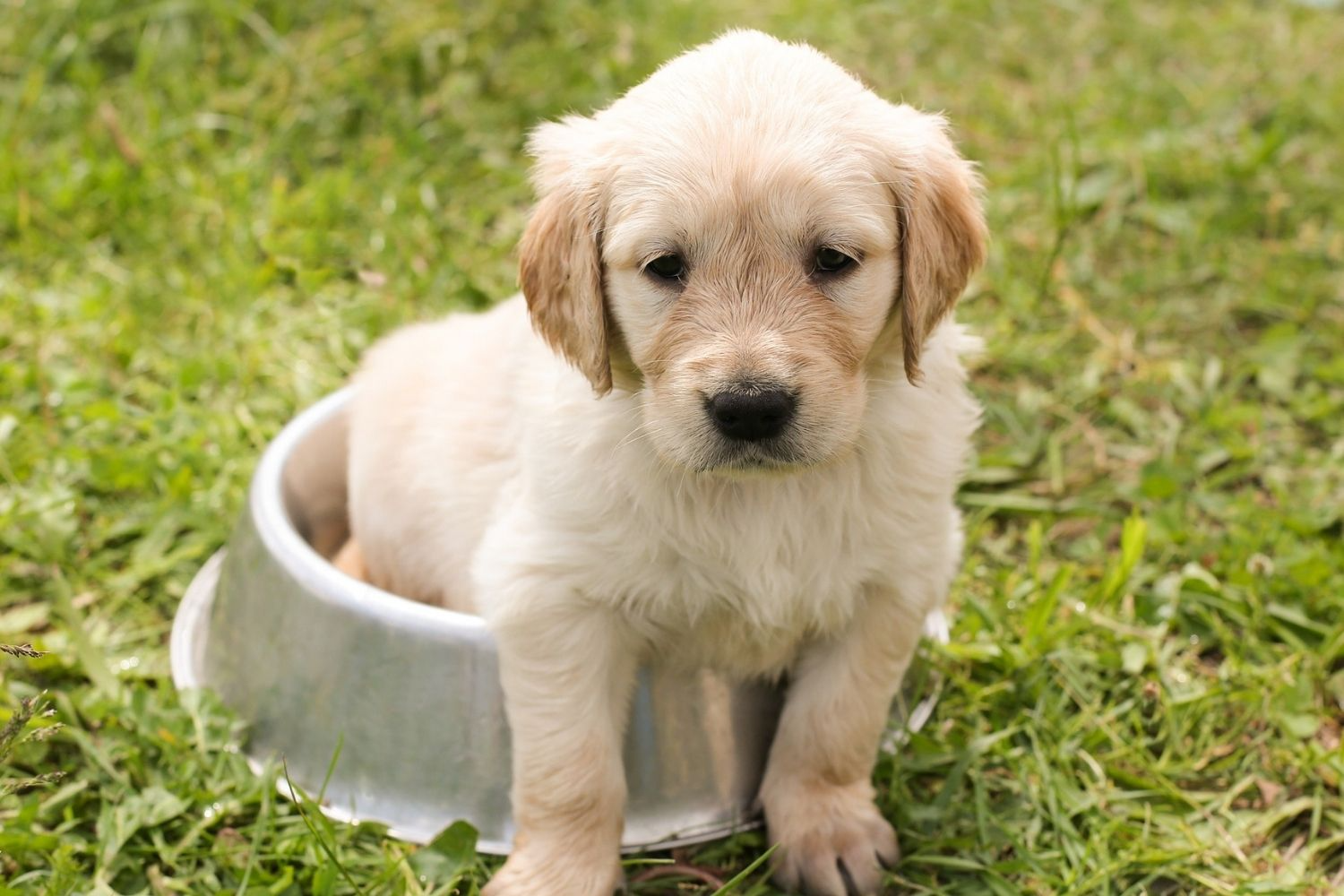 golden-retriever-potty-training-effective-techniques-for-home