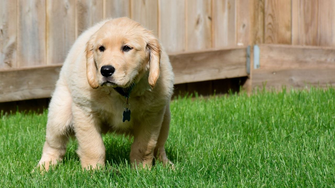 why-golden-retriever-excel-at-potty-training