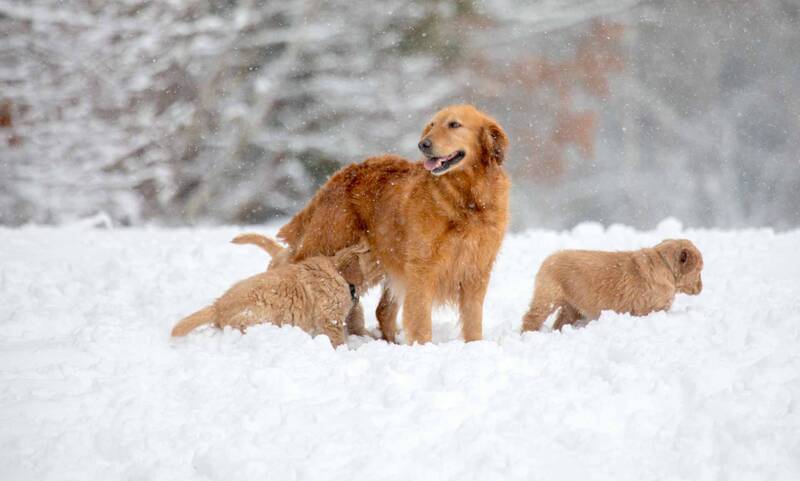 american-golden-retriever