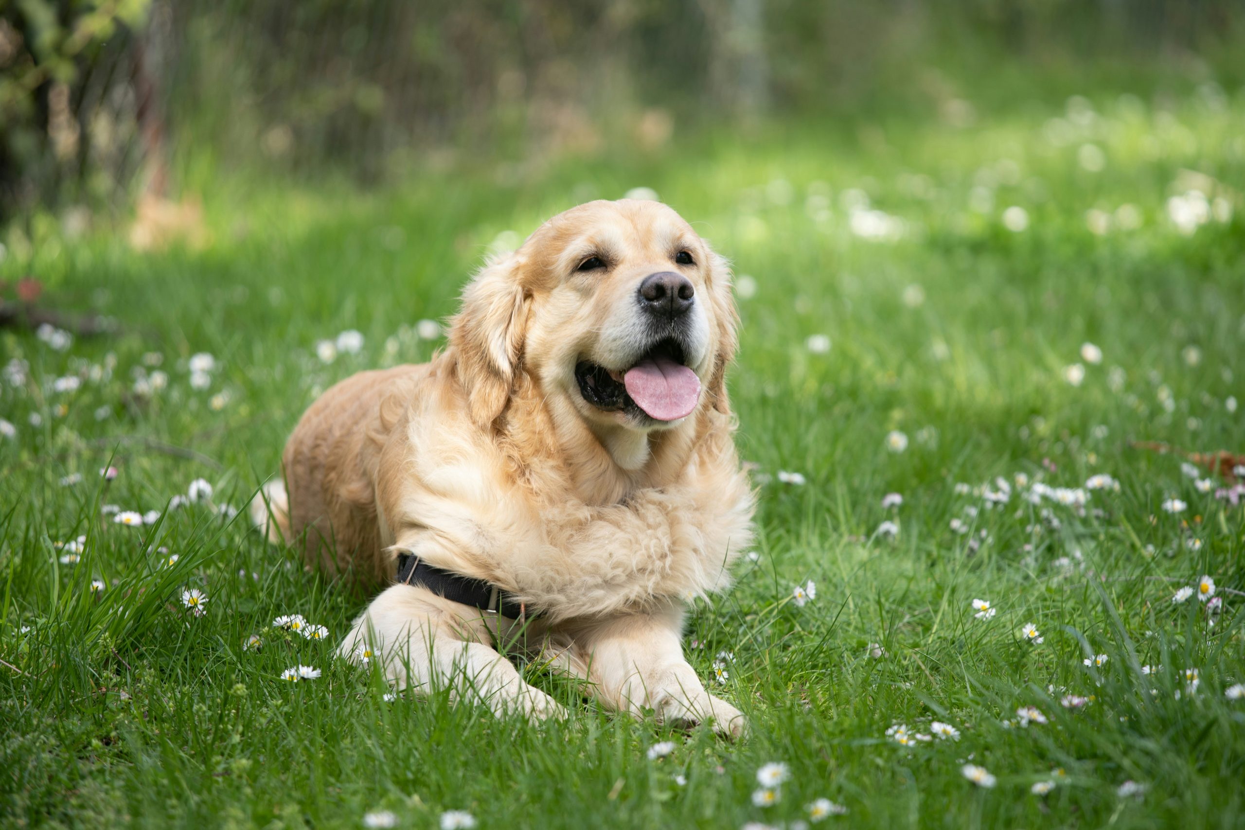 7-reasons-why-golden-retrievers-are-the-worst