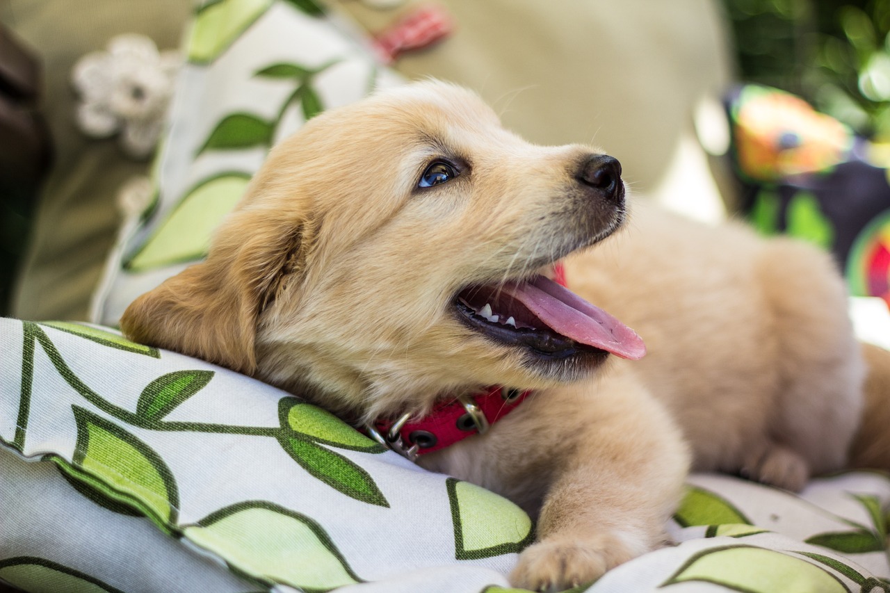 Are Golden Retrievers Smart? Here’s What Science Says