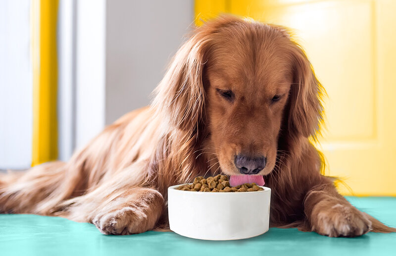 best-dog-food-for-golden-retrievers-with-sensitive-stomach