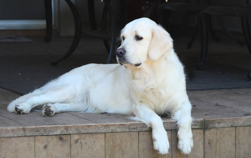 british-golden-retriever