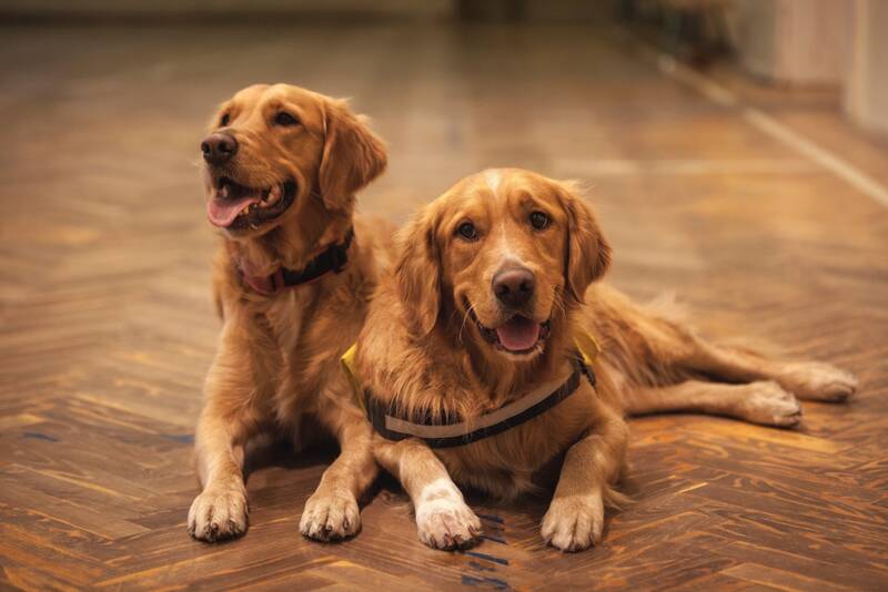 can-you-teach-your-golden-retriever-to-bark-less