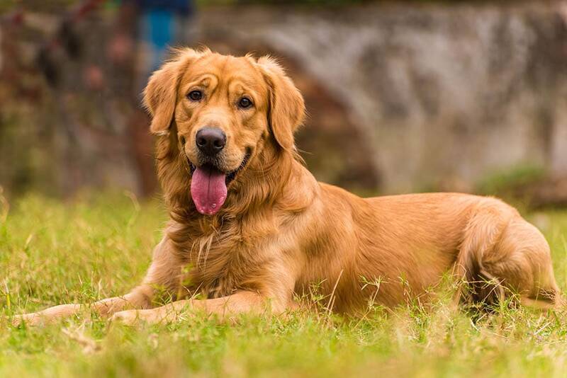 canadian-golden-retriever