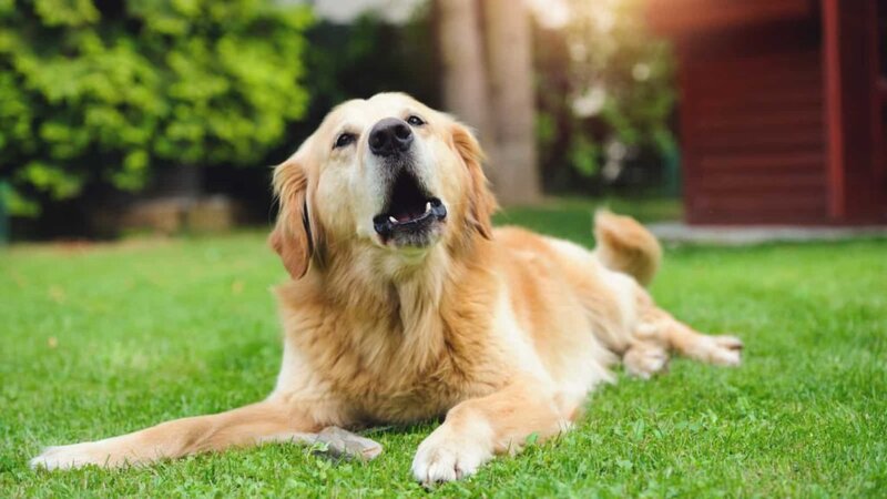 do-golden-retrievers-bark-a-lot-