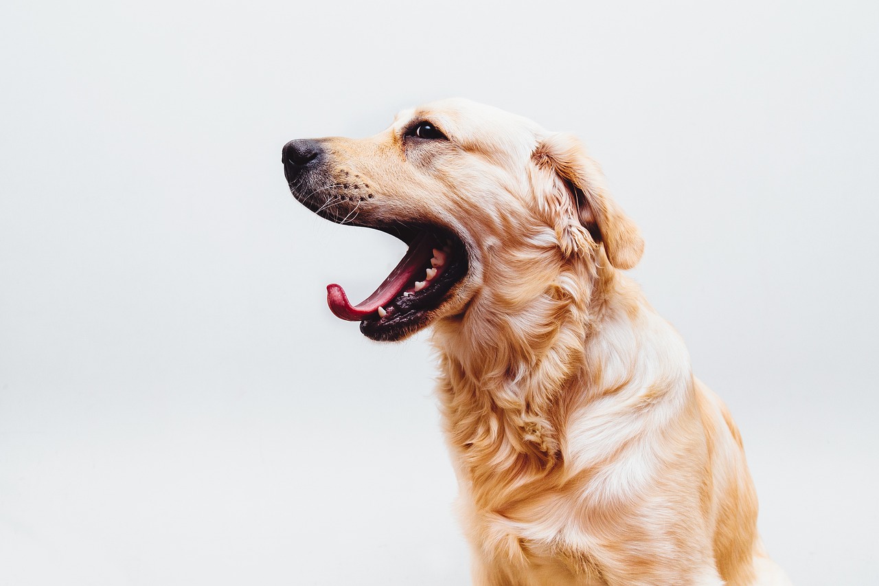 benefits-in-neutering-golden-retrievers