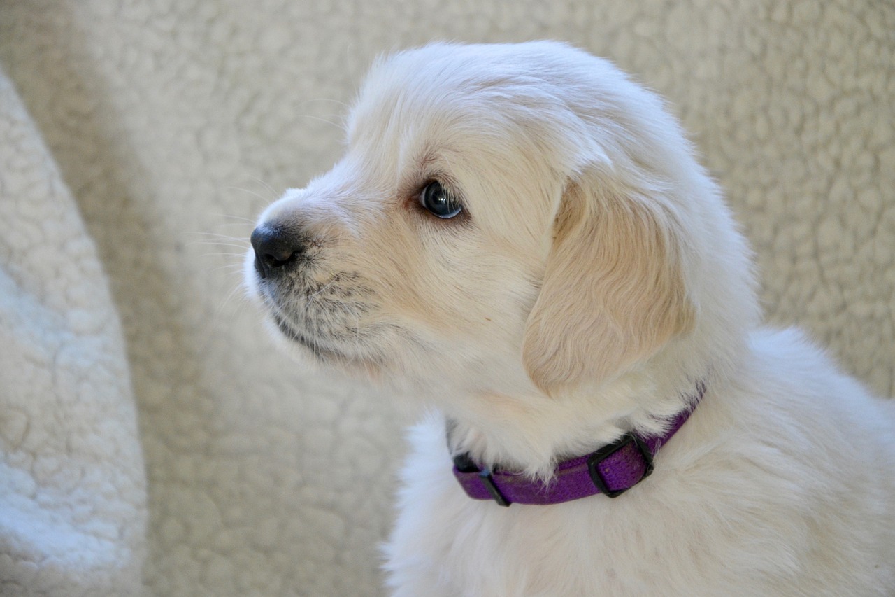 Understanding Hypoallergenic Dogs: The Truth Behind the Buzz