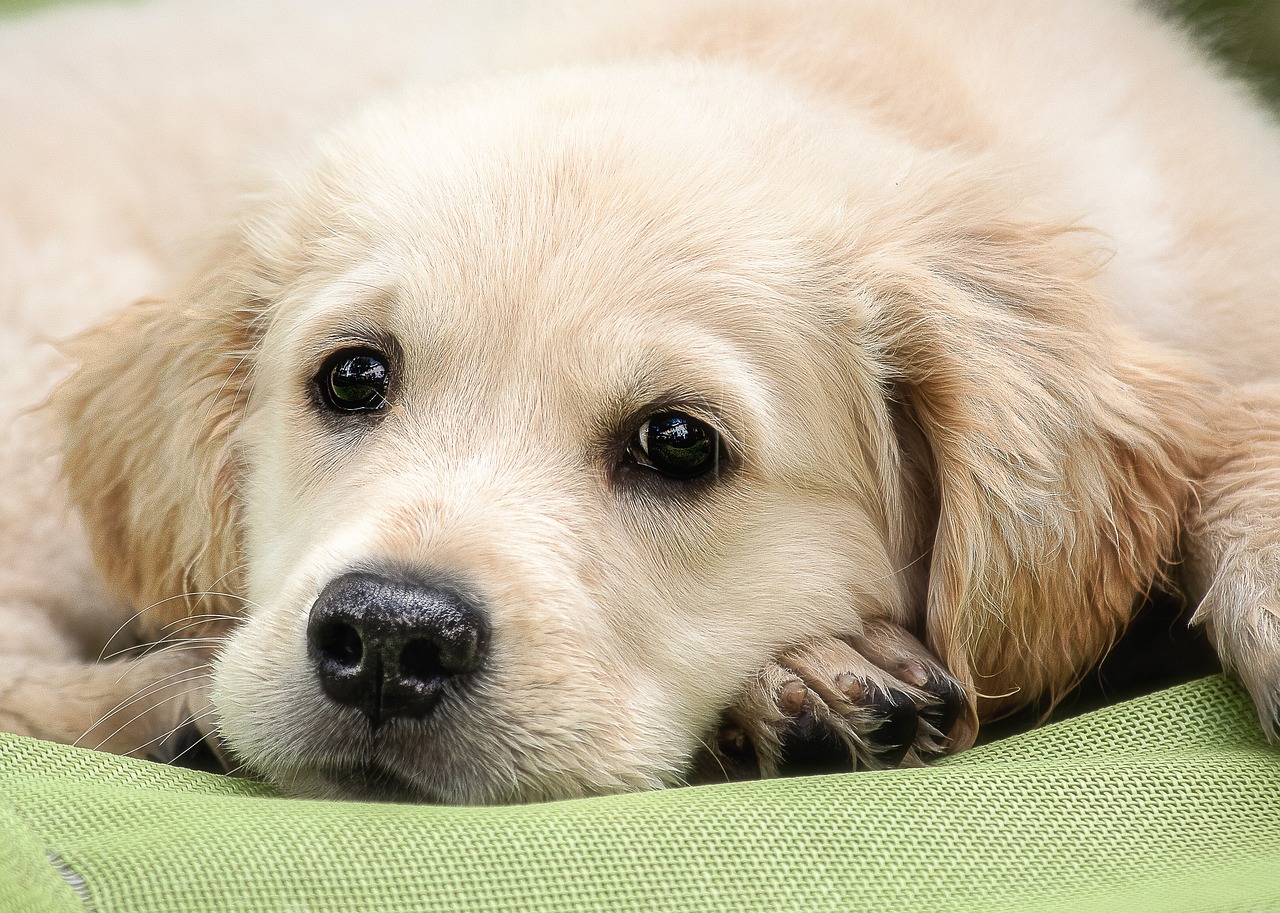 How Often to Bathe Golden Retriever?