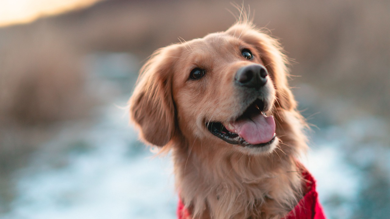 ​​Are Golden Retrievers Good Guard Dogs? The Surprising Truth