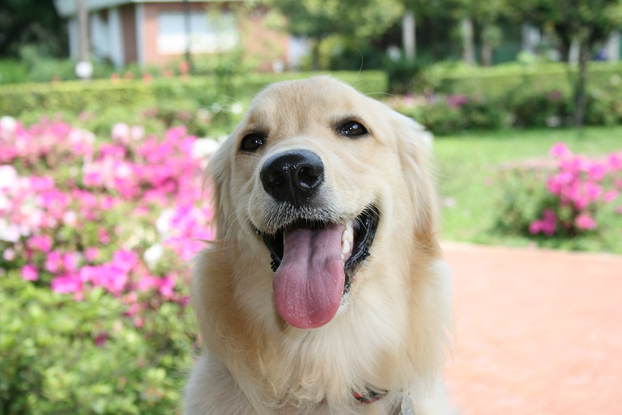 Are Golden Retrievers Hypoallergenic? Allergy Myths Debunked