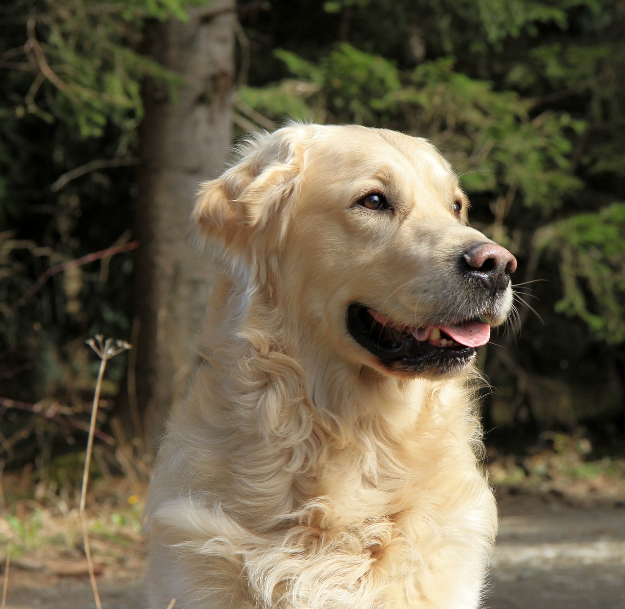 golden-retrievers-dying-younger