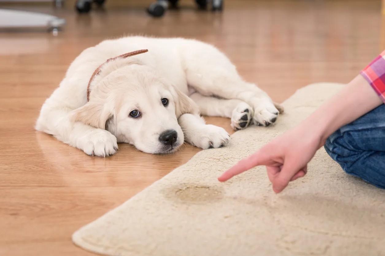 reading-your-pup-signal