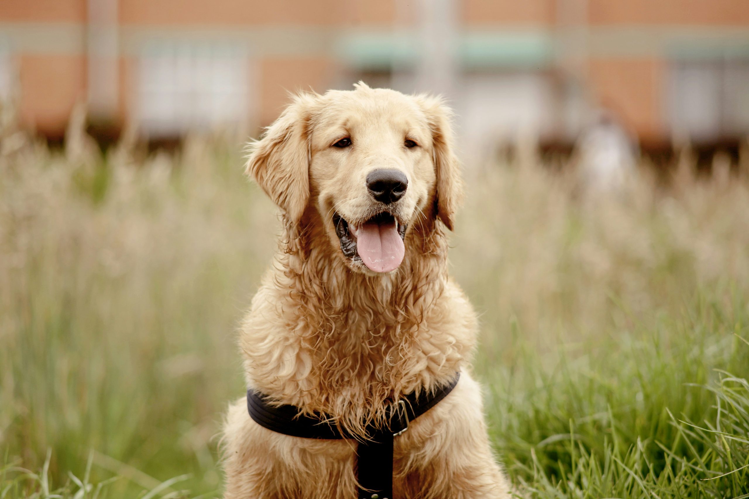 how-to-handle-golden-retriever