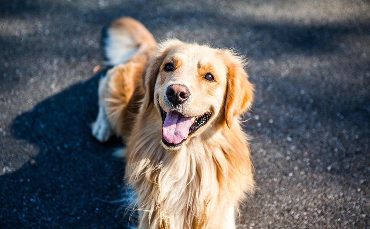 Are Golden Retrievers Smart? 