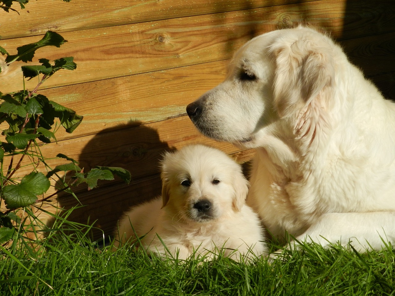 Nurturing Your Golden Retriever's Intelligence