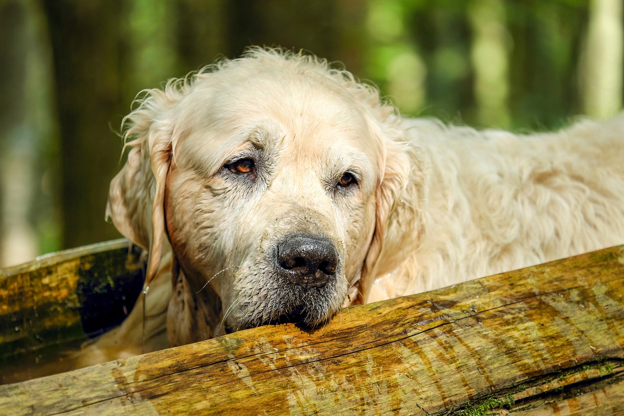 when-to-neuter-golden-retrievers