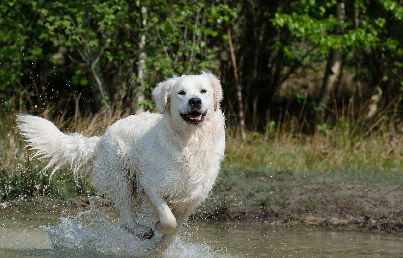 Living with a Golden Retriever: Smart Tips for Allergy Sufferers