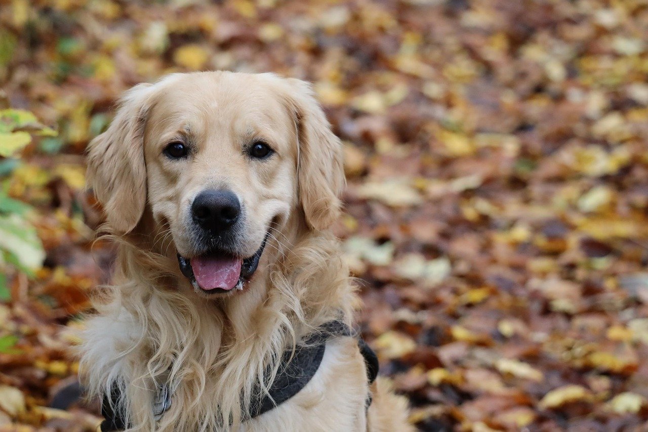 How Often to Bathe Golden Retriever: A Guide to a Pristine Coat