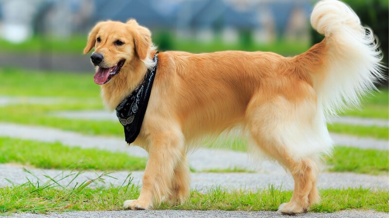 golden-retriever-barks-for-communication