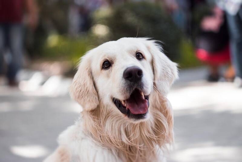 golden-retriever-lifespan-compared-to-other-breeds