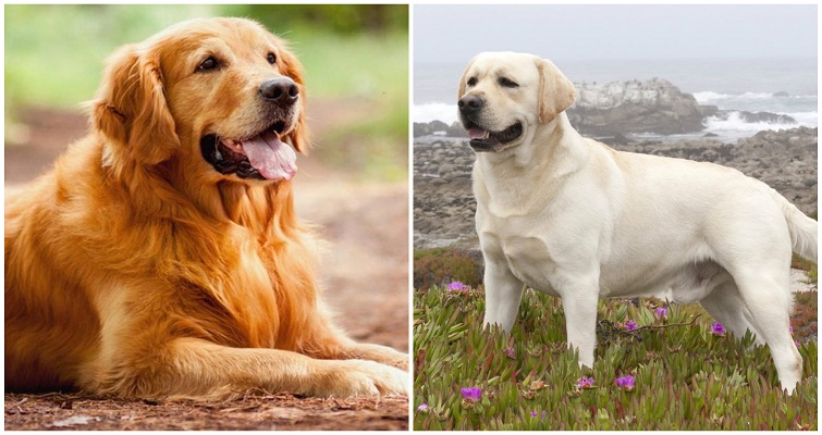 golden-retriever-vs-labrador-differences