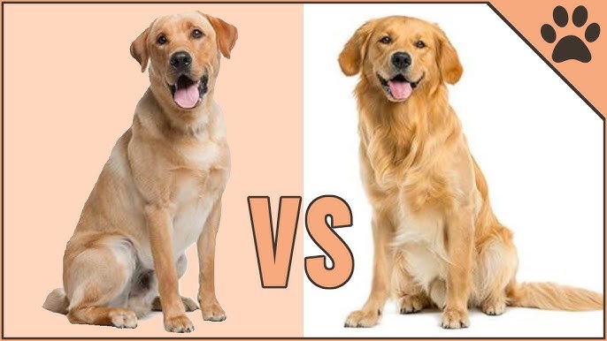 golden-retriever-vs-labrador-similarities