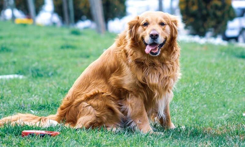 how-long-do-golden-retrievers-live