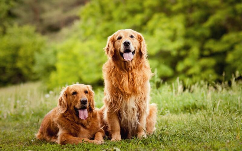 how-much-does-a-golden-retriever-cost