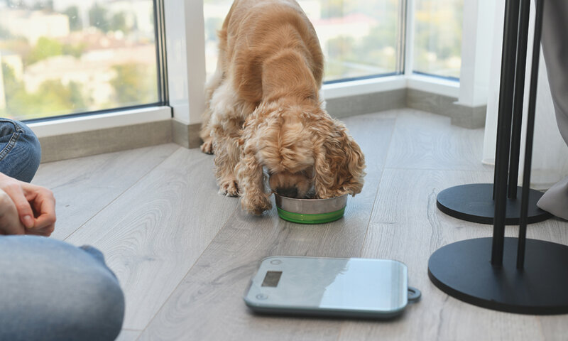 how-much-food-should-a-golden-retriever-eat