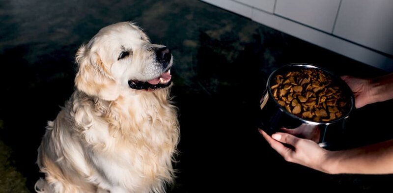 how-often-should-i-feed-my-golden-retriever