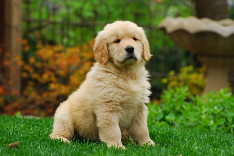 how-often-should-i-feed-my-golden-retriever