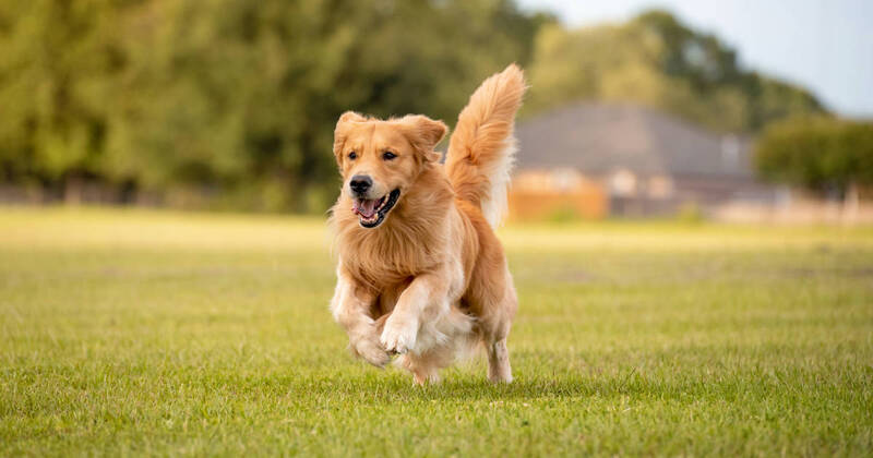 how-to-help-your-golden-retriever-live-longer