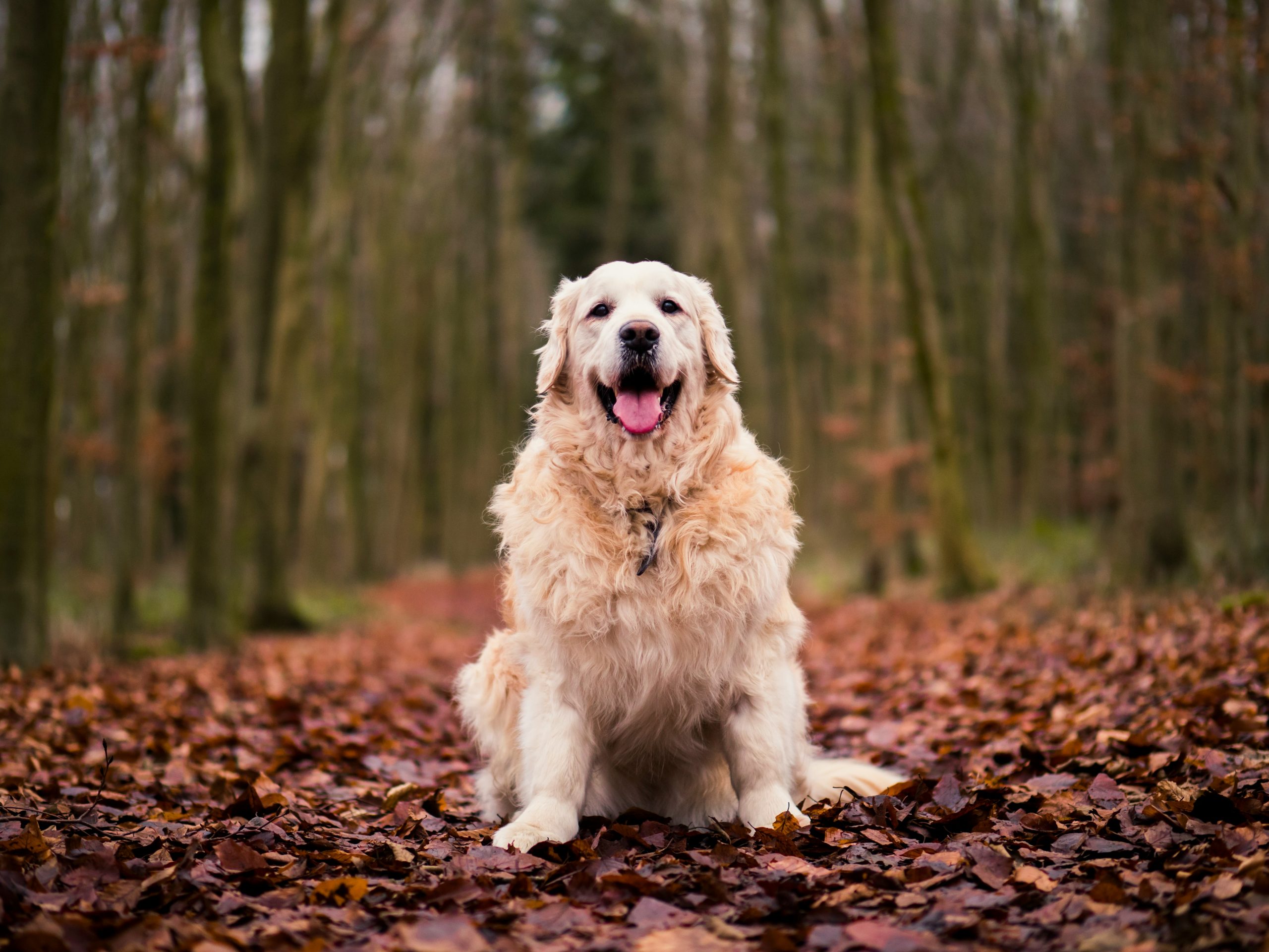 Do Golden Retrievers Shed? The Facts Behind Their Fur  