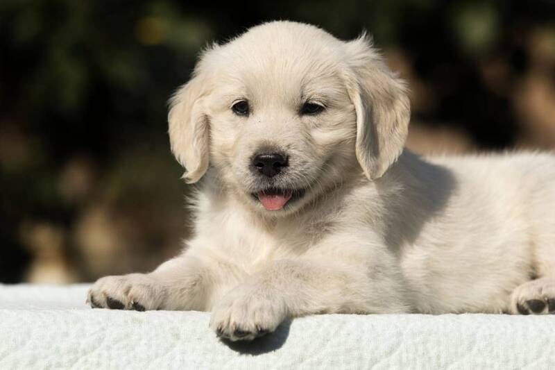 lifetime-golden-retriever-cost