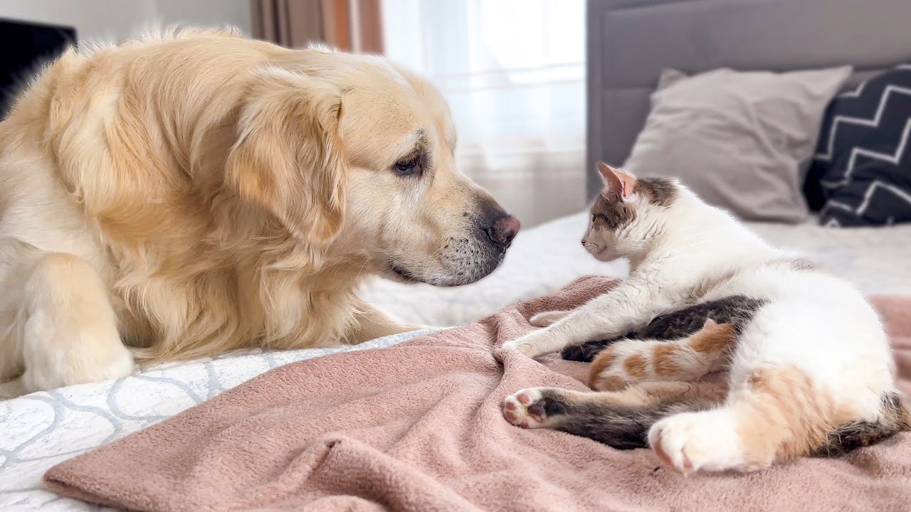 Are Golden Retrievers Good with Cats?