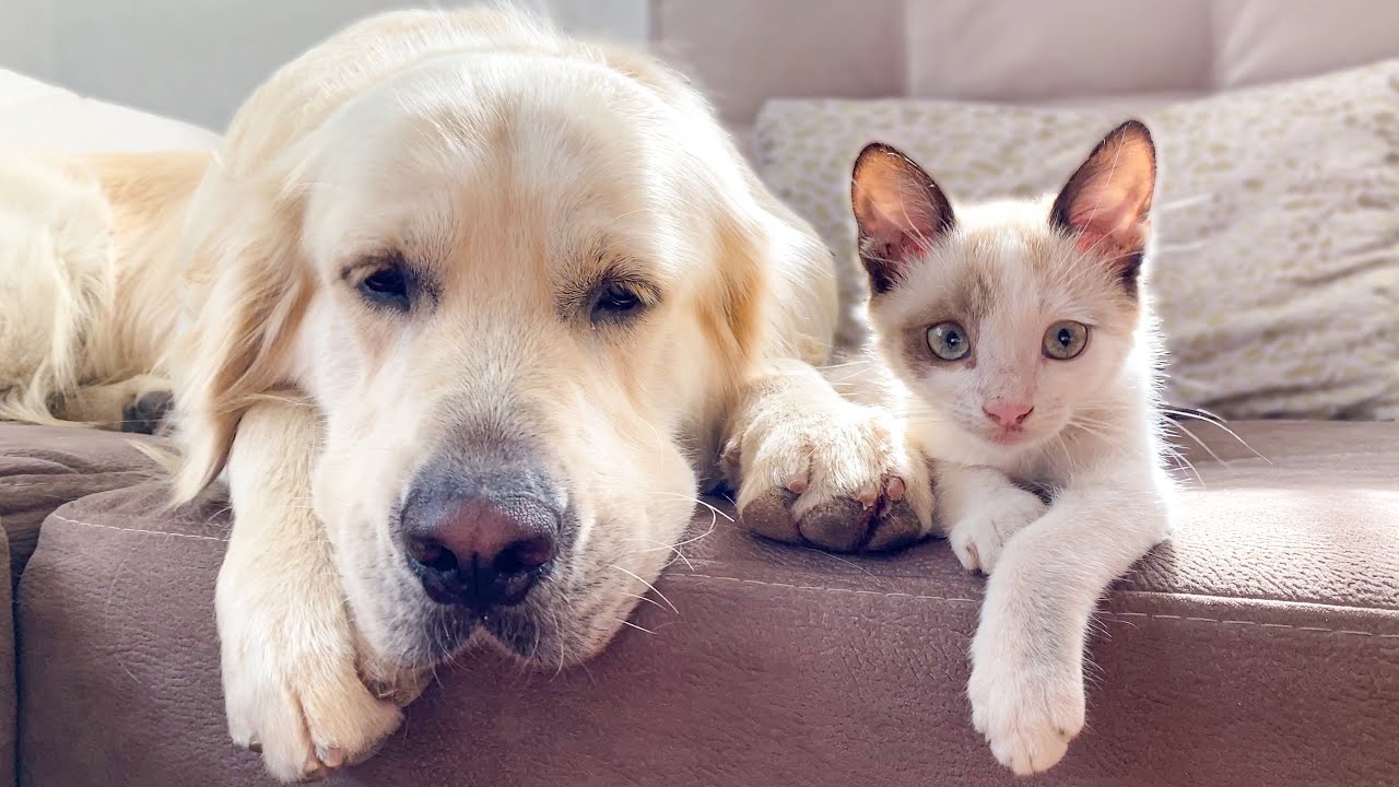 Introducing Your Golden Retriever to a Cat