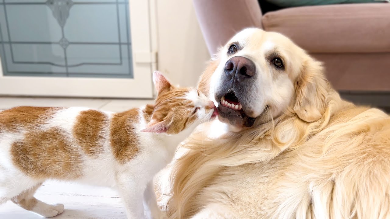 Are Golden Retrievers Good with Cats? Key to a Peaceful Home